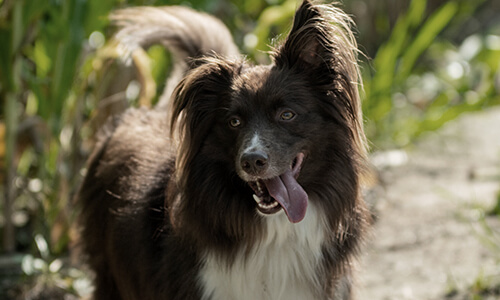 Cérémonie pour animaux